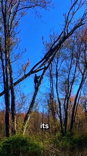 This lumberjack was thrown while cutting a tree #wood #woodworking #feedshorts