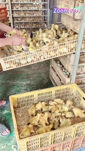 Sorting Baby Ducks One by One