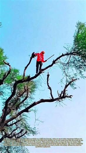 Pruning From Above: How Farmers Maintain Trees Without Ladders