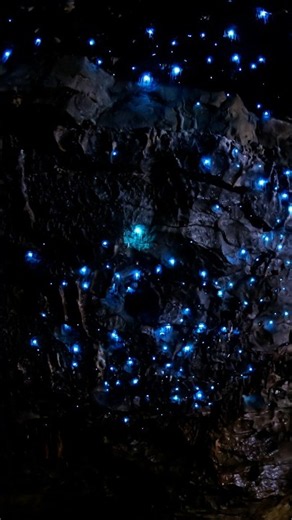 These Bioluminescent Worms Turn Dark Caves Into a Planetarium | #DeepLook #Shorts