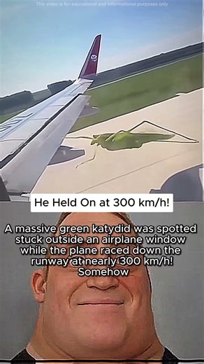 Katydid Hanging On During Takeoff!