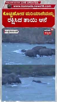 Heartwarming Rescue | ಕೊಚ್ಚಿ ಹೋದ ಮರಿಯಾನೆಯನ್ನು ರಕ್ಷಿಸಿದ ತಾಯಿ ಆನೆ