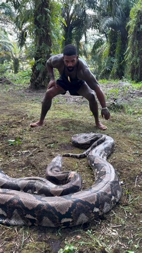 OMG 😭 This man is literally battling for his LIFE with a HUUUUGE azz reticulated python!!Tarzan out here handling it like he’s a white man 😅Black people always talking about white folks doing crazy shit… today the tables have turned!!My anxiety was through the roof watching this!! Who else was stressed??🤯😱😱😱