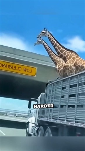 Why Giraffes Are Transported Standing 🦒#giraffe