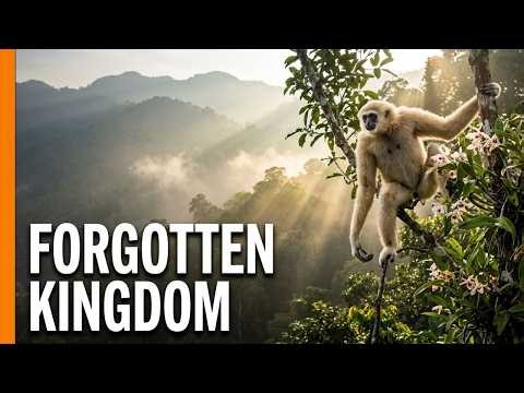 Pangolins, Gibbons & Wild Orchids: Fighting Poachers in Cambodia’s Jungle | Full Documentary