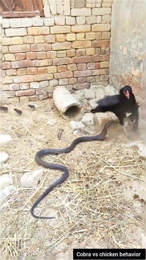 Snake vs Chicken: Who Reacts Faster? #educational #snake #cobra #rescueefforts #wildliferescue