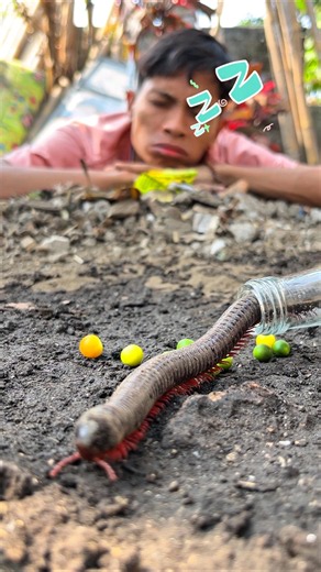 Good sleeping good dreaming, Just let the millipedes react naturally however they want here