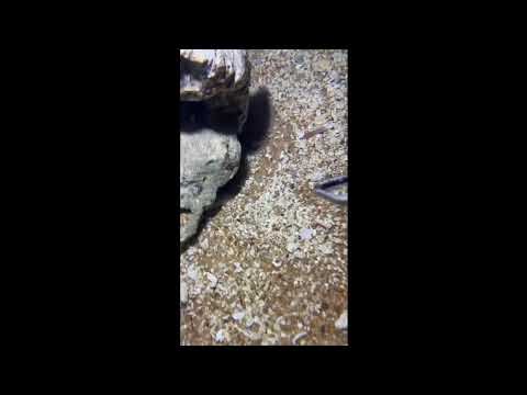 🔴LIVE Deep Sea Diving for Fresh Seafood – Come Watch the Catch! Episode 69