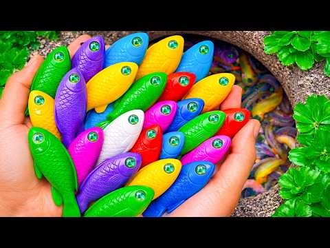 Catch Beautiful Aquarium Fish in Small Pond Baby Turtles, Guppy Fish, Koi, Catfish, Shrimp,Cute fish