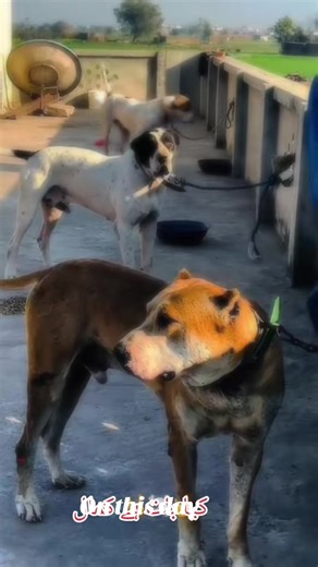 Cute Bully Kutta Puppy Playing
