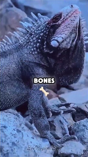 Evolution Gave Them the Ability to Shrink #animals #incredible #shorts