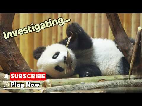 This Little Panda Is Taking Bamboo Skin Very Seriously | iPanda