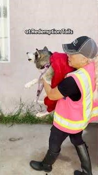Neighborhood Comes Together To Rescue Husky After ICE Took His Family | The Dodo