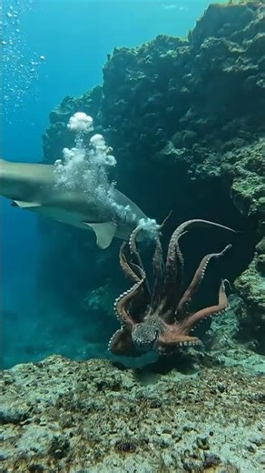 GIANT Octopus ATTACKS Shark in Epic Battle!