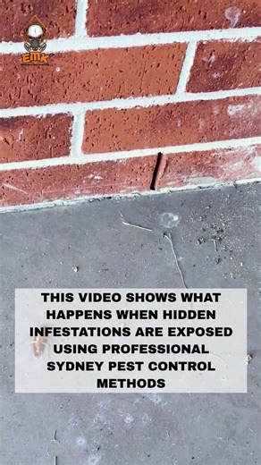 Cockroaches Hiding in Walls EXPOSED #CockroachPestControlSydney #PestControlSydney