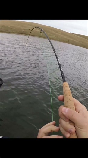 Big Rainbow On The Fly!🪰