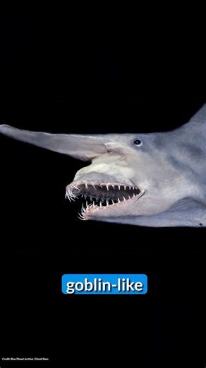 Deep Sea Creatures: Goblin Shark