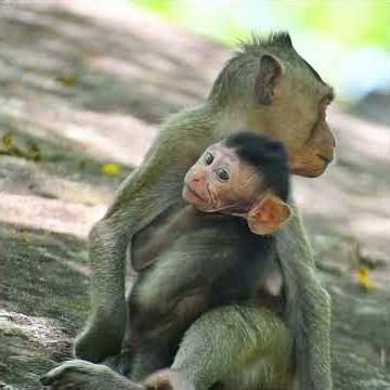 A Movement Tiny Monkey Grab Baby #monkey #macaque