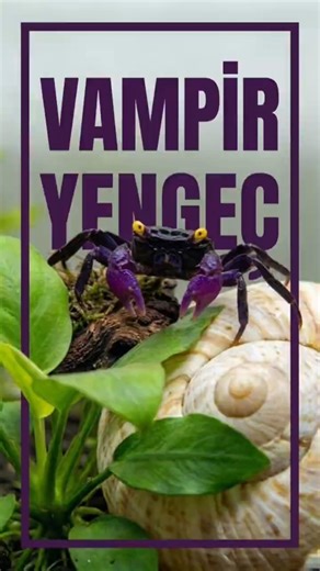 Vampir Yengecimi Kaybettim