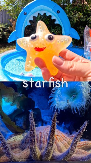 Kids Learn at the Shark Pool | Sea Animal Names: Squid Starfish Orca Pufferfish Fiddler Crab