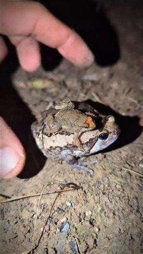 Funny Froggy Moment - Frog Catching Fails: Try Not To Laugh!