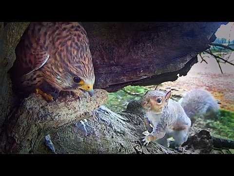 My Search for Missing Kestrel After Vicious Squirrel Attack | Athena & Apollo | Robert E Fuller