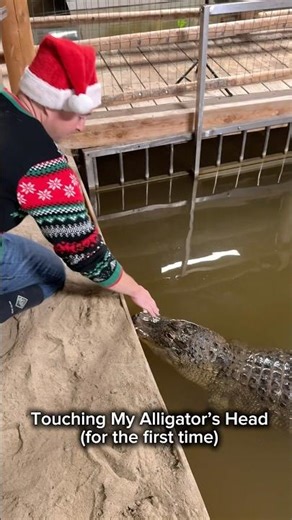 Touching My Alligator’s Head (for the first time) #holidaysonshorts #alligator