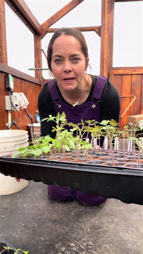 Seedling Update: Boosting Growth with Fish Fertilizer