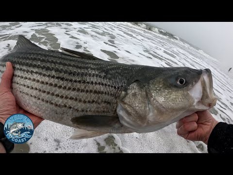 Stripers from the surf