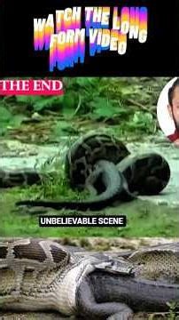 Python Swallows a Very Large Alligator