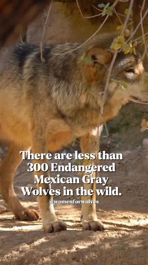Fewer than 300 Mexican gray wolves remain in the wild in the U.S. 💔 They are only here because the Endangered Species Act protected them when no one else would. Senator Paul Gosar is trying to remove their protections. H.R. 4255 would strip those protections—not based on science, but politics—and hand their fate over to systems that have already pushed them to the edge. This is how species disappear. Quietly. On paper. Don’t let them be erased. Call or email your representatives. Tell them to v