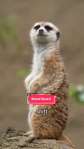 Meerkat Stand Guard: How Meerkats Take Turns Protecting the Group