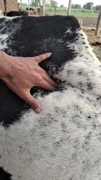 Sudden swelling in cattle body? Air filled under skin? #cow