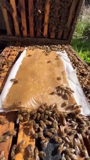 #beekepers #beekeeper #beehive #bee #bees #honeybee #beelife #honey 53
