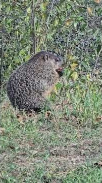 Groundhog Eating My Apples 🍎 Woodchuck Caught in the Act (Michigan)