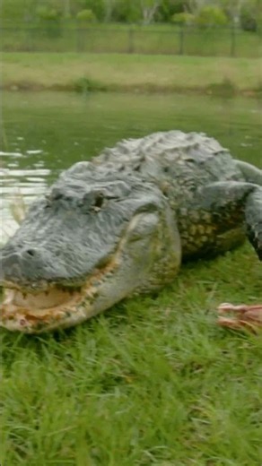 Robert Irwin Vs. Croc Feeding Frenzy | Crikey! It's the Irwins | Animal Planet