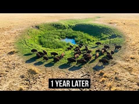 Yellowstone Trucked 414 Wild Bison To a Lakota Reservation. The Footage One Year Later Is Unreal
