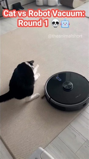 Cat vs Robot Vacuum: Round 1! 💀🤖 #shorts #cat