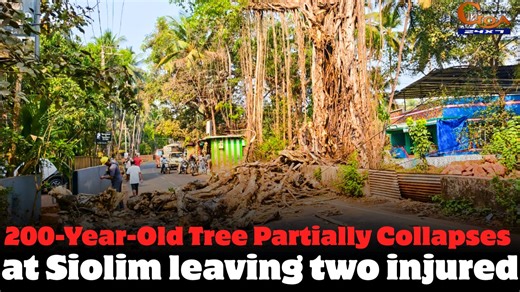 200-Year-Old Tree Partially Collapses at Siolim leaving two injured #Goa #GoaNews #BanyanTree #Collapses | In Goa 24x7