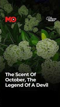 The Tree That Makes Delhi Smell Like October | Mo of Everything