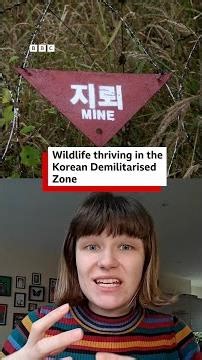 The Korean Demilitarised Zone: a place with outstanding biodiversity - BBC World Service #shorts