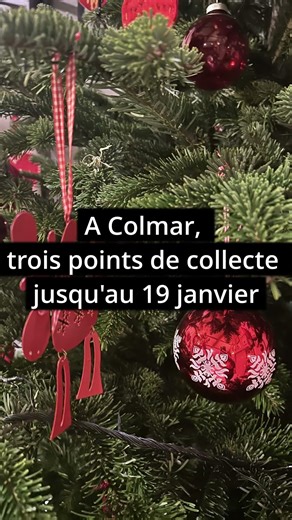 Sapin de Noël : où le déposer à Strasbourg, Colmar ou Mulhouse ?