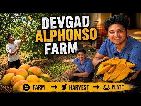 India’s Most Expensive Mango? 😲 Devgad Alphonso Farm Tour 🥭 | Pramod Rawat