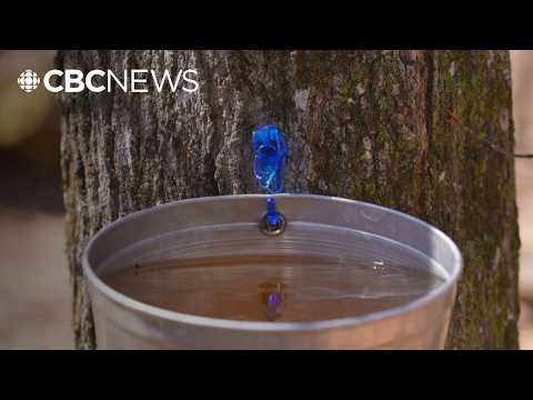 Is your maple syrup real or fake? It’s not that hard to tell