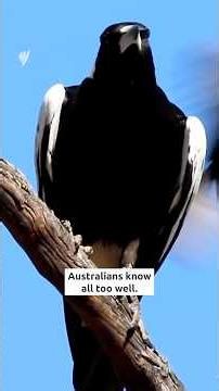 Magpie takes top spot as Australia's most sighted bird