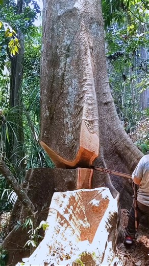 how to safely and effectively cut down a large tree#wood#woodworking#shortvideo