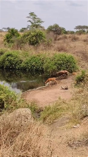 A sip that nearly cost his life… 🐊🦌 The water looks calm. One step closer—and chaos erupts. A crocodile explodes from below, jaws snapping shut. Mud steals speed. Distance is gone. A violent twist. A desperate kick. Against the odds, the gazelle breaks free and escapes. In the wild, drinking water is a gamble— and survival is decided in seconds. 👉 Would you risk it? #Wildlife #CrocodileAttack #Survival #NatureIsBrutal #AfricanWildlife | Moochi Kaneba