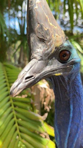 Did you know the southern cassowary is Endangered in Australia?