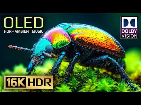Dolby Vision HDR Test 120 FPS Video | 16K Video ULTRA HD (4K/8K Video TV)