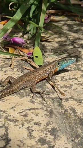 Dalmatian Algyroides Blue Throated Keeled Lizard Corfu Greece Algyroides Nigropunctatus